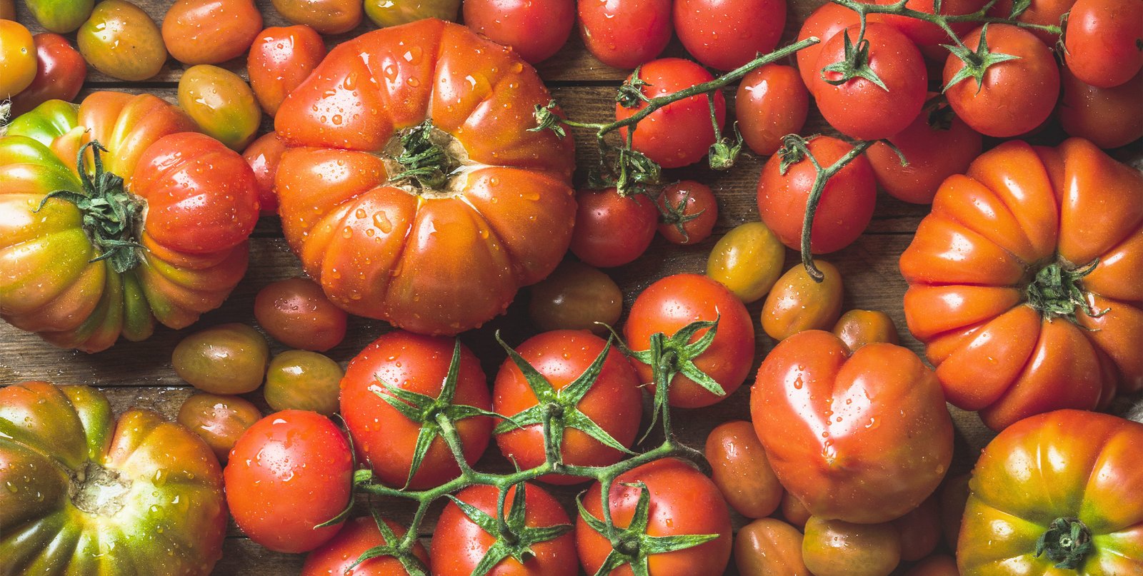 Frische Tomaten aus eigenem Anbau