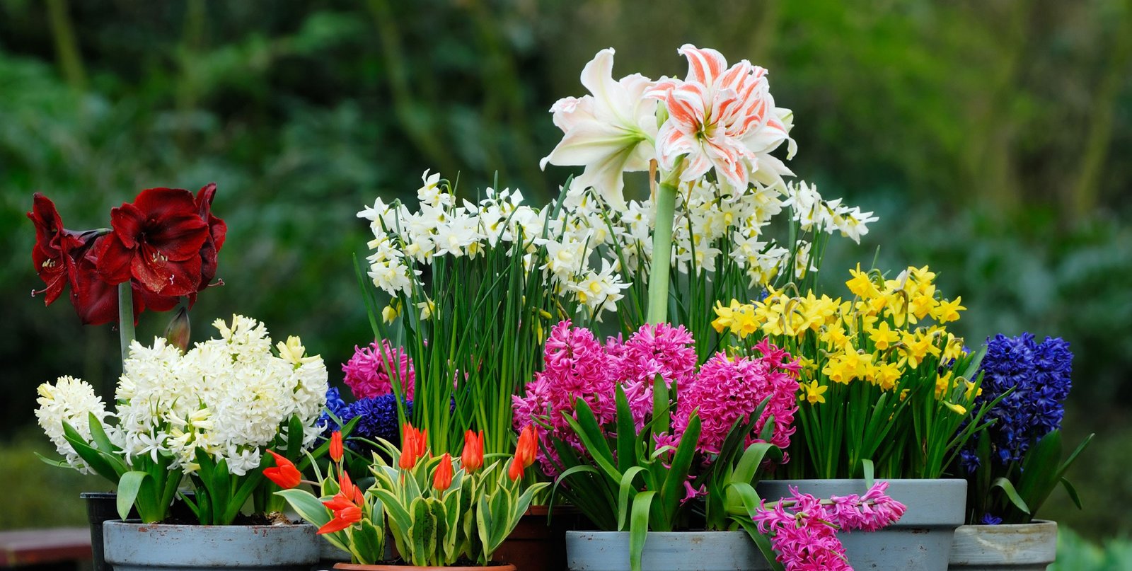 Natur pur: fünf DIY-Geschenke aus dem Garten