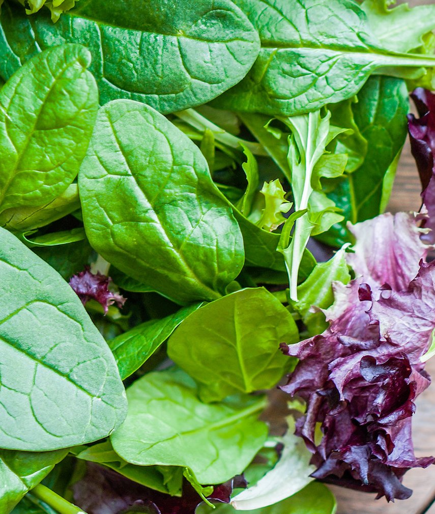 Salat aufbewahren leicht gemacht