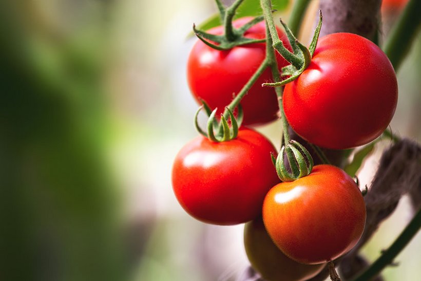 Tomaten lagern - Bild 3