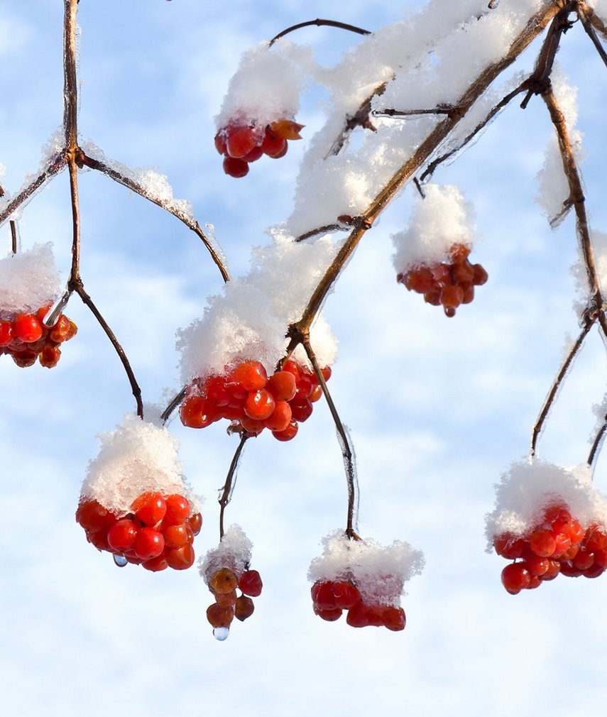 Beeren und Wildobst im Winter