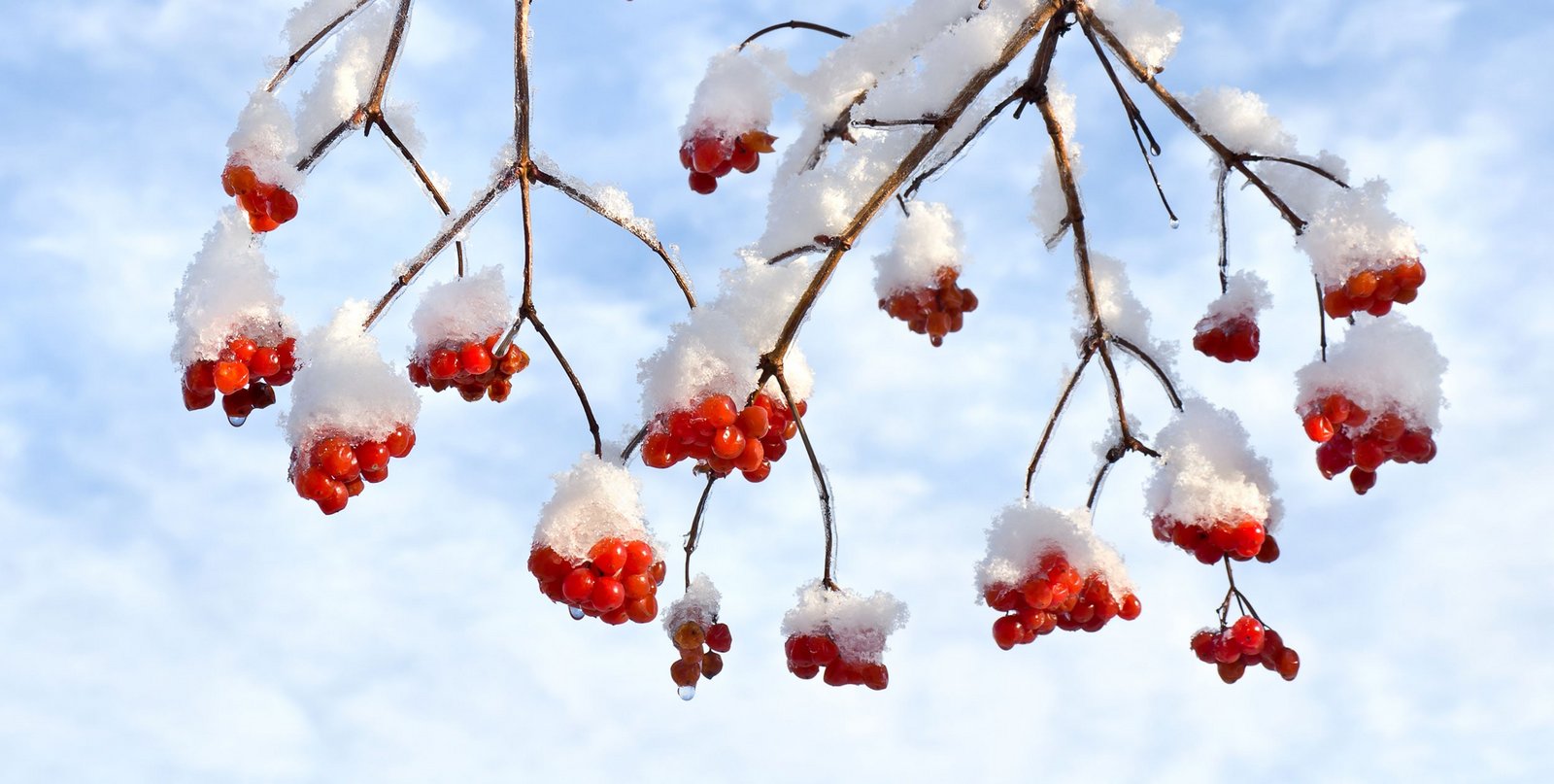 Beeren und Wildobst im Winter