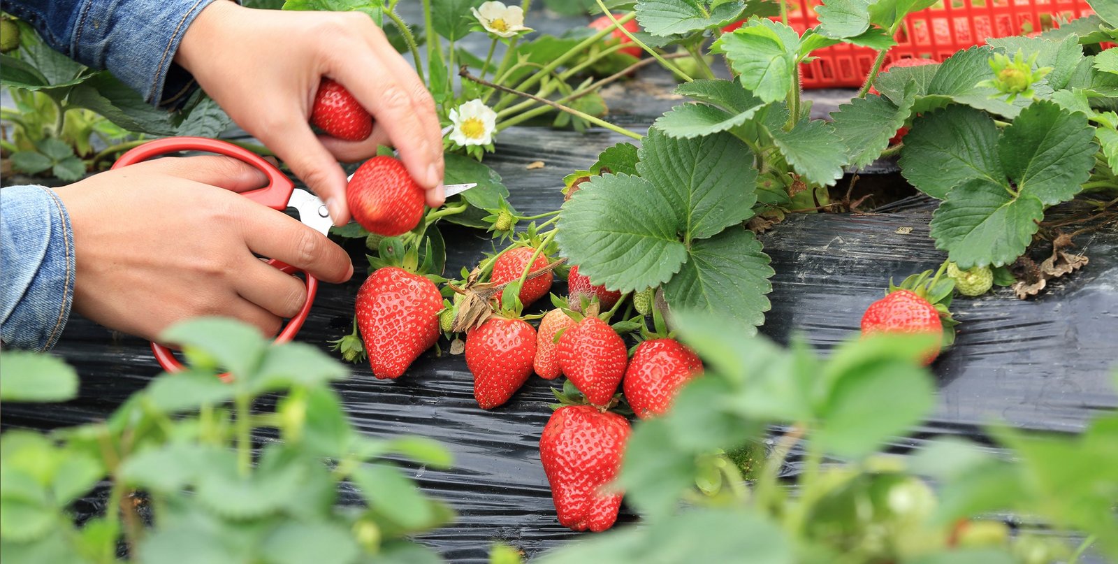 Erdbeeren pflanzen