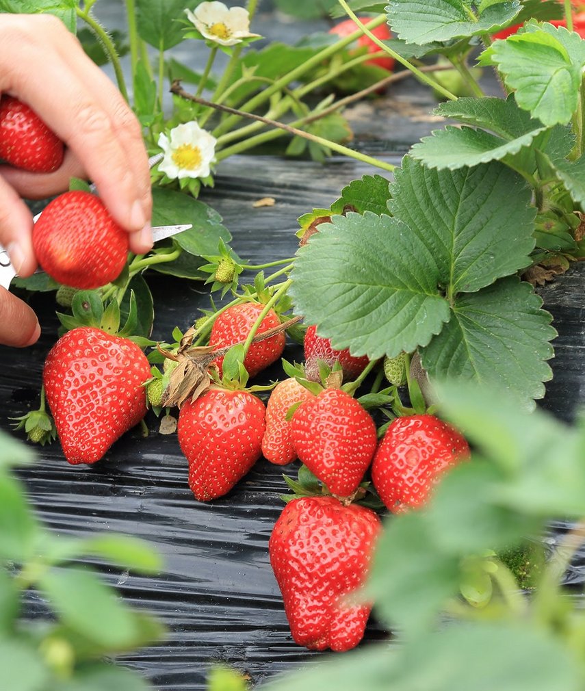 Erdbeeren pflanzen