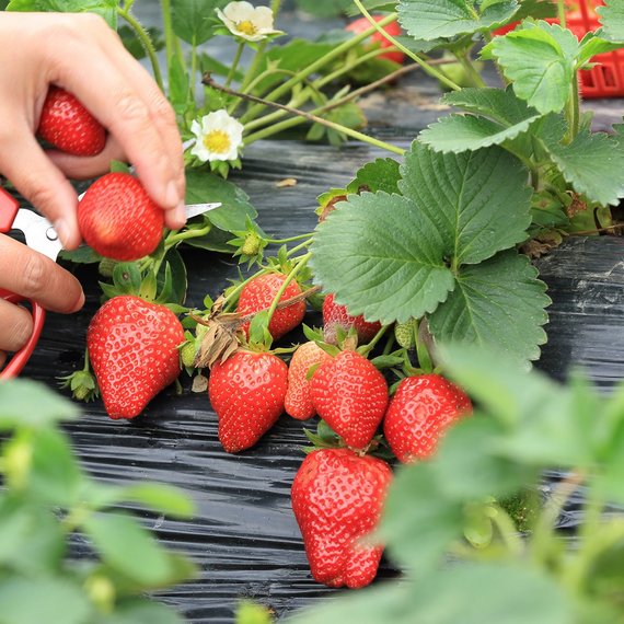 Erdbeeren pflanzen