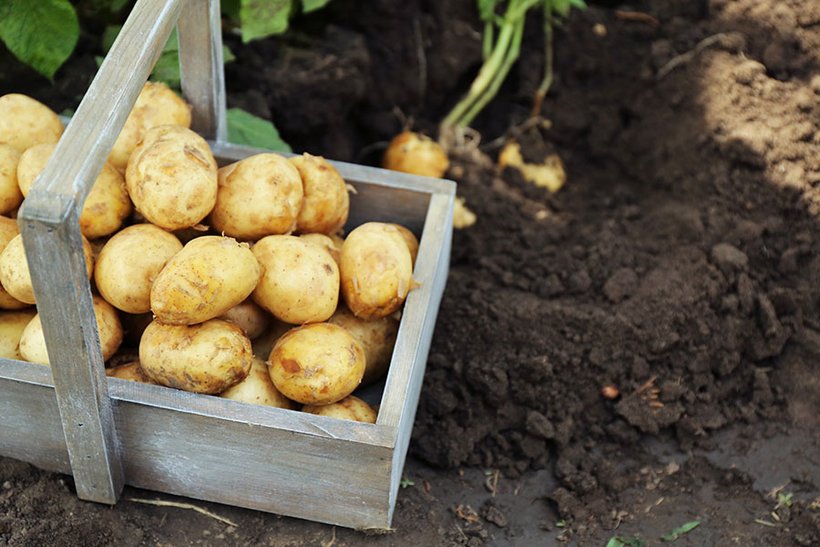 Kartoffeln lagern - Bild 2
