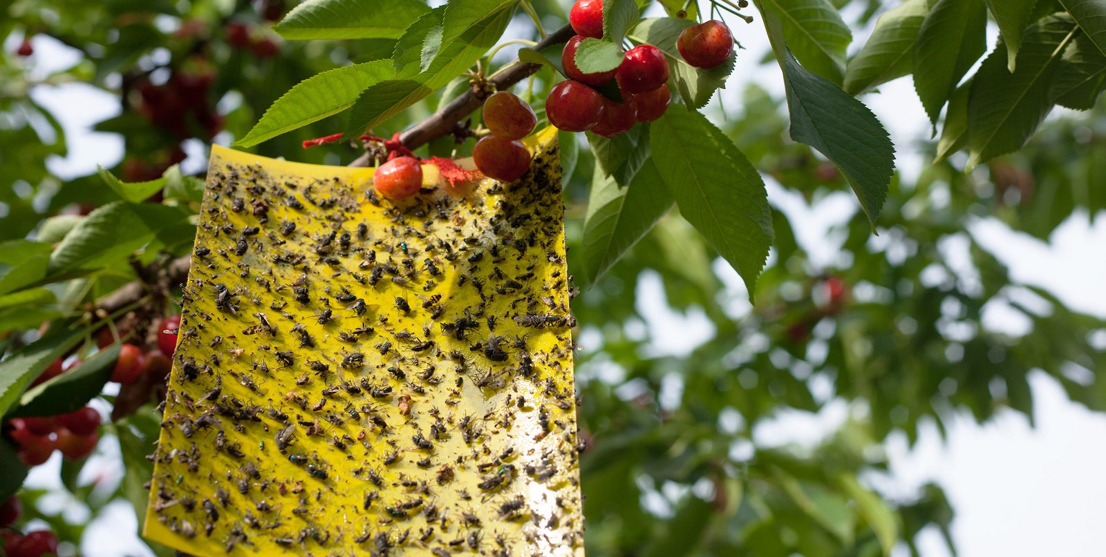 Obstfliegen bekämpfen leicht gemacht