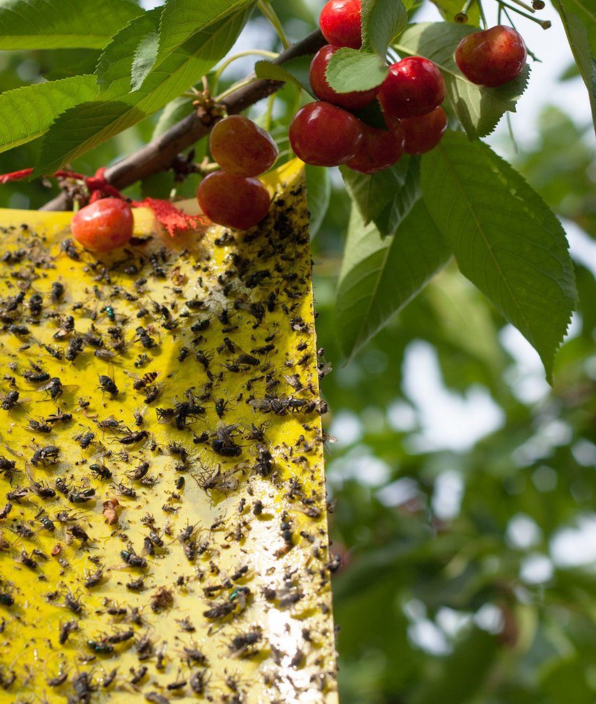 Obstfliegen bekämpfen leicht gemacht