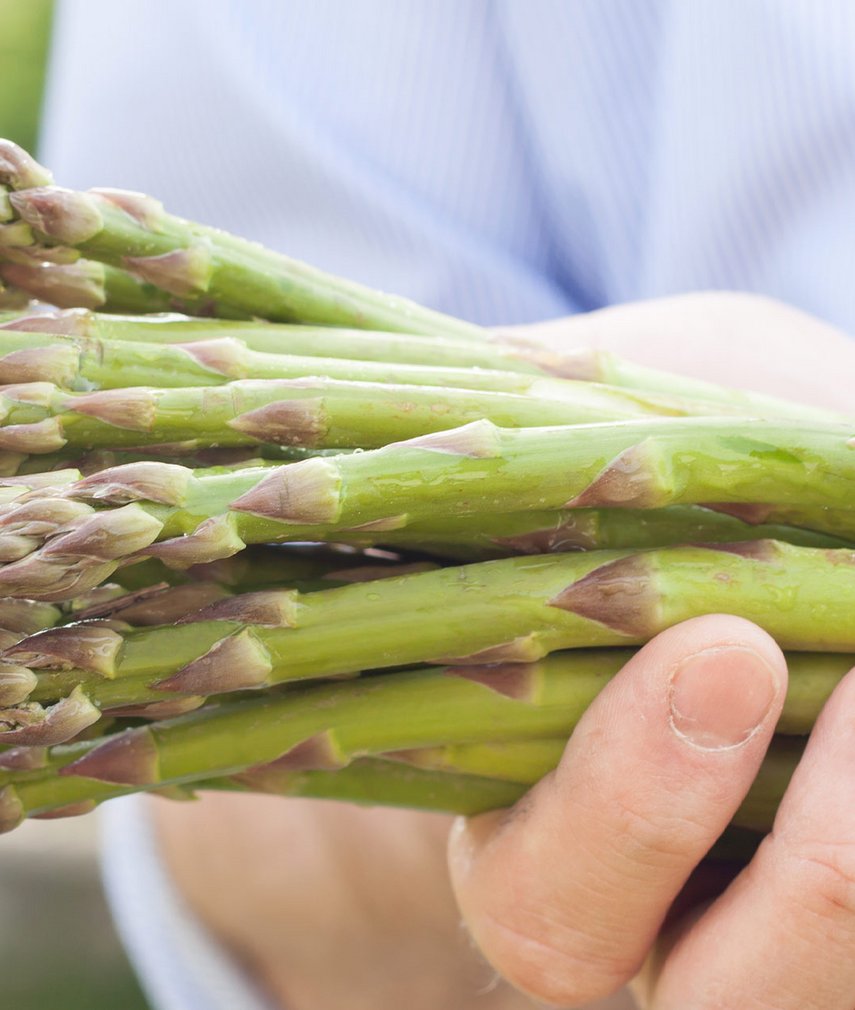 Spargel lagern leicht gemacht