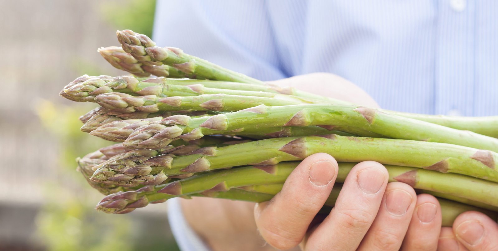 Spargel lagern leicht gemacht