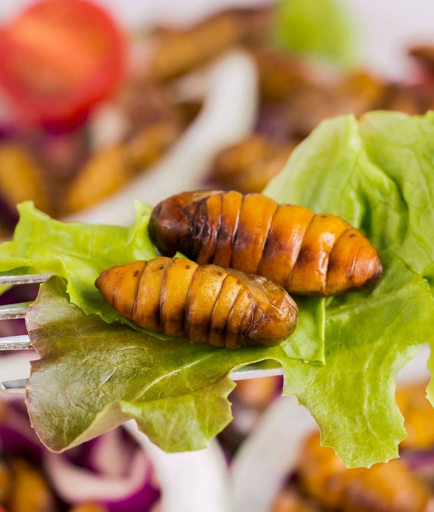 Insekten essen