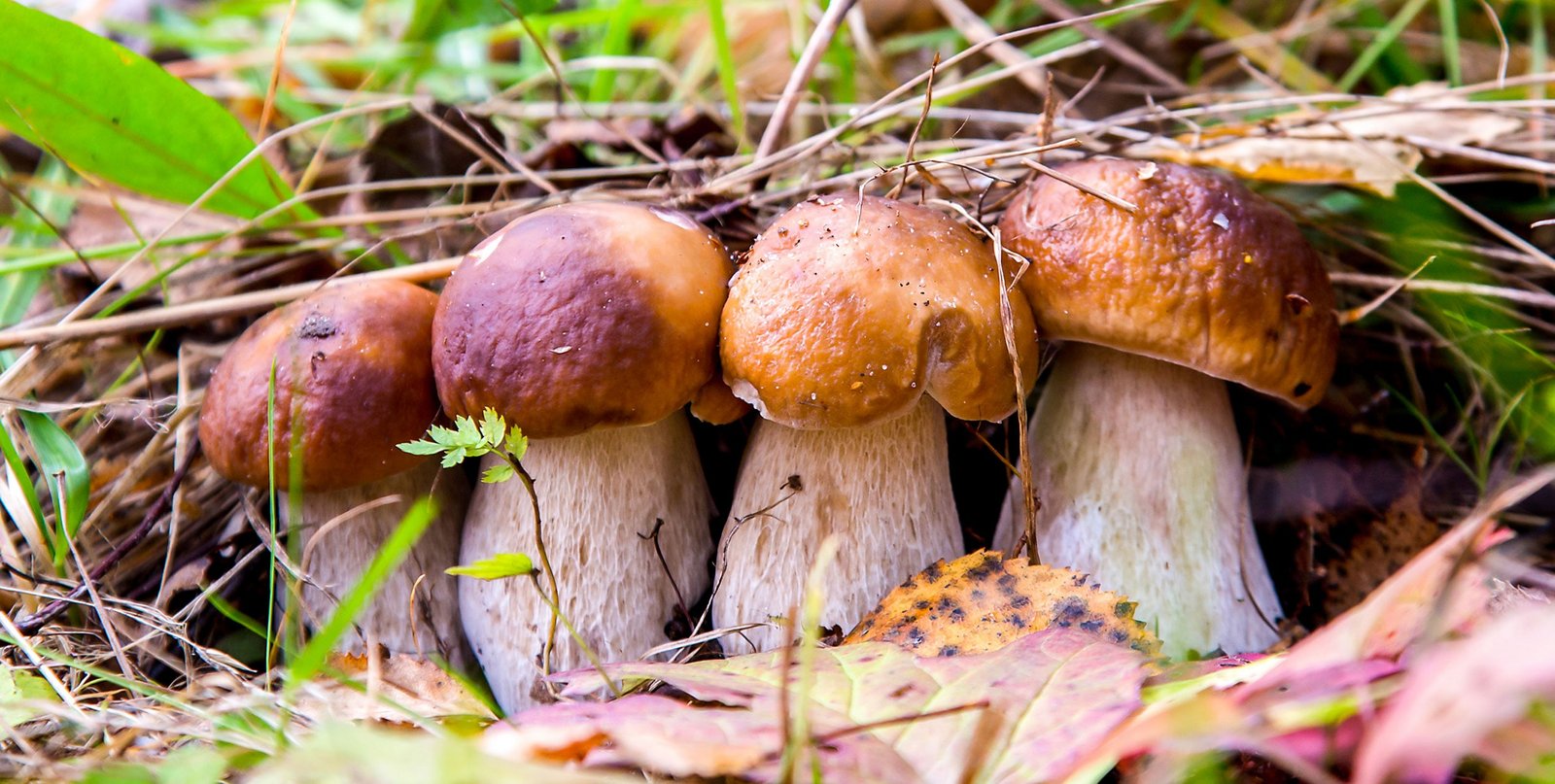 Auf die Pilze, fertig, los!