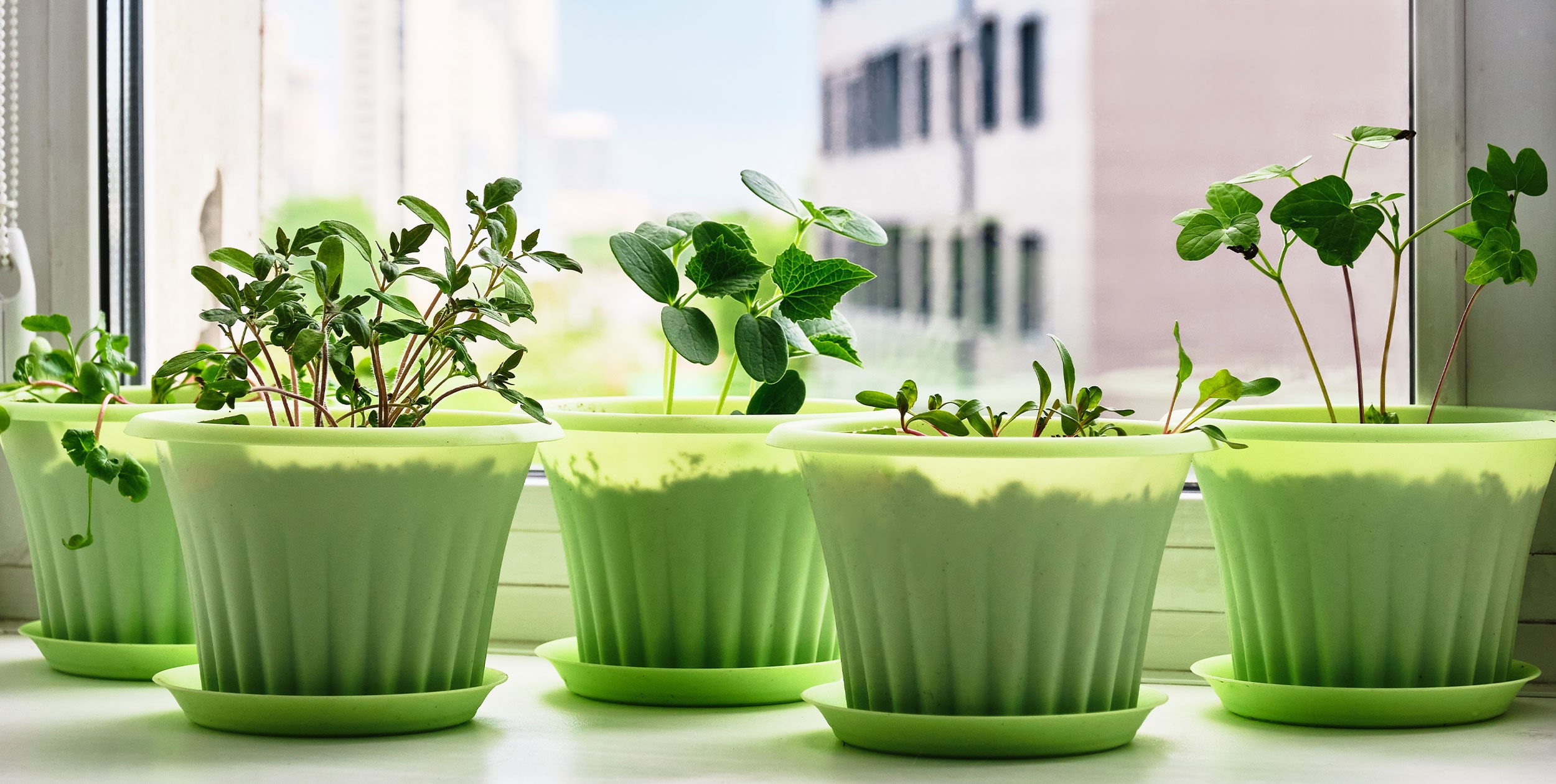 Kräuter von der Fensterbank – EMSA