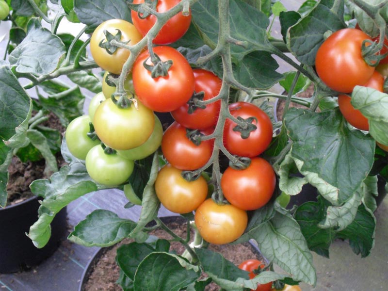 Frische Tomaten aus eigenem Anbau - Bild 1