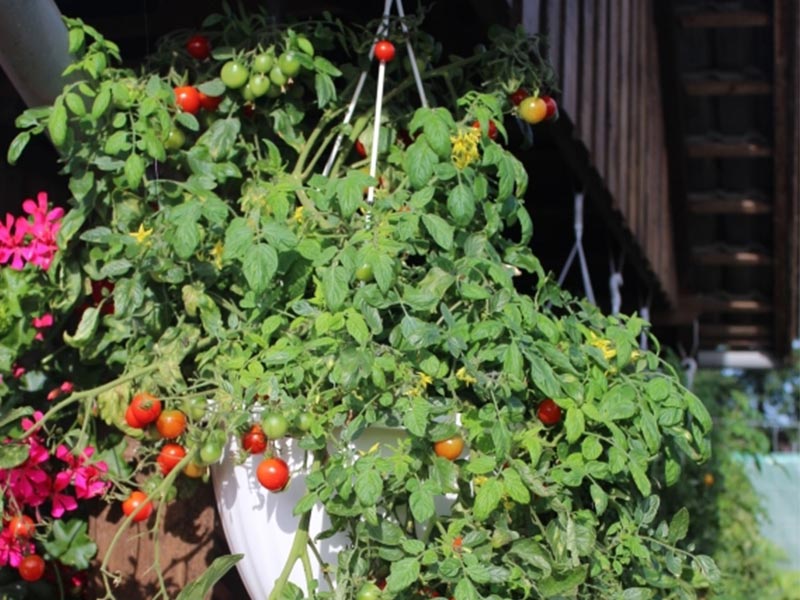 Frische Tomaten aus eigenem Anbau - Bild 2