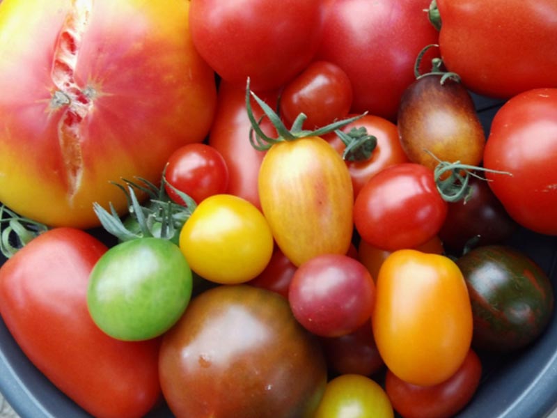 Frische Tomaten aus eigenem Anbau - Bild 3