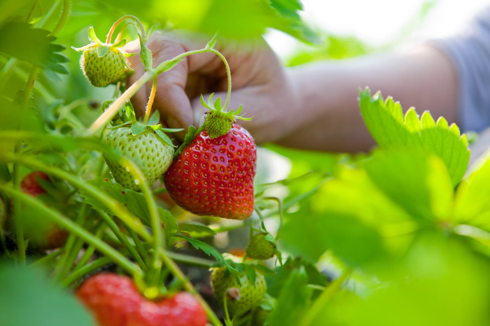 Erdbeeren richtig lagern - EMSA