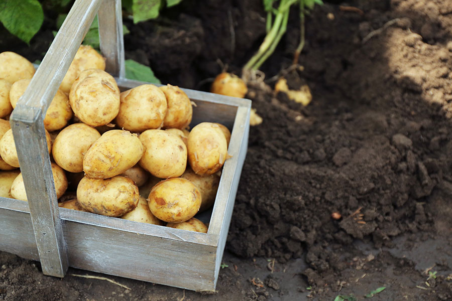 Kartoffeln richtig lagern – EMSA