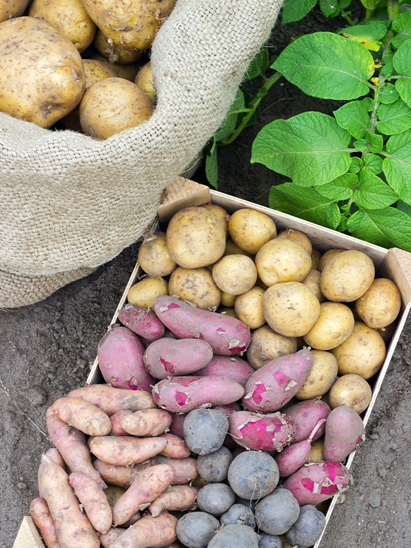 Kartoffeln richtig lagern – EMSA
