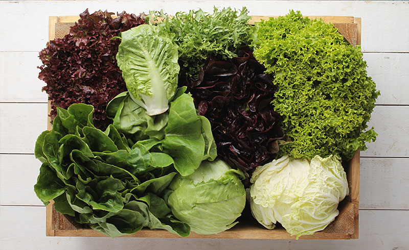 Salat aufbewahren leicht gemacht - Bild 1