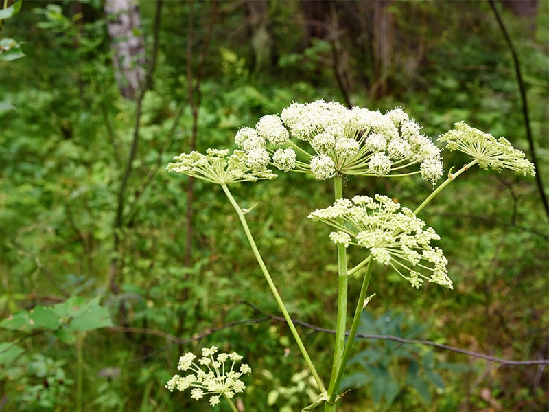 Angelika (Angelica archangelica)