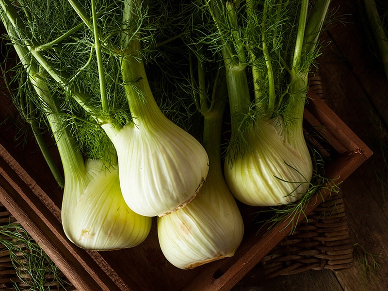 Fenchel (Foeniculum vulgare)
