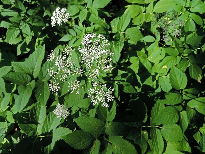 Giersch (Aegopodium podagraria)