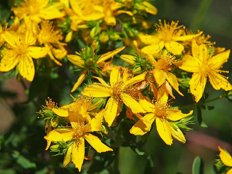 Johanniskraut (Hypericum perforatum)