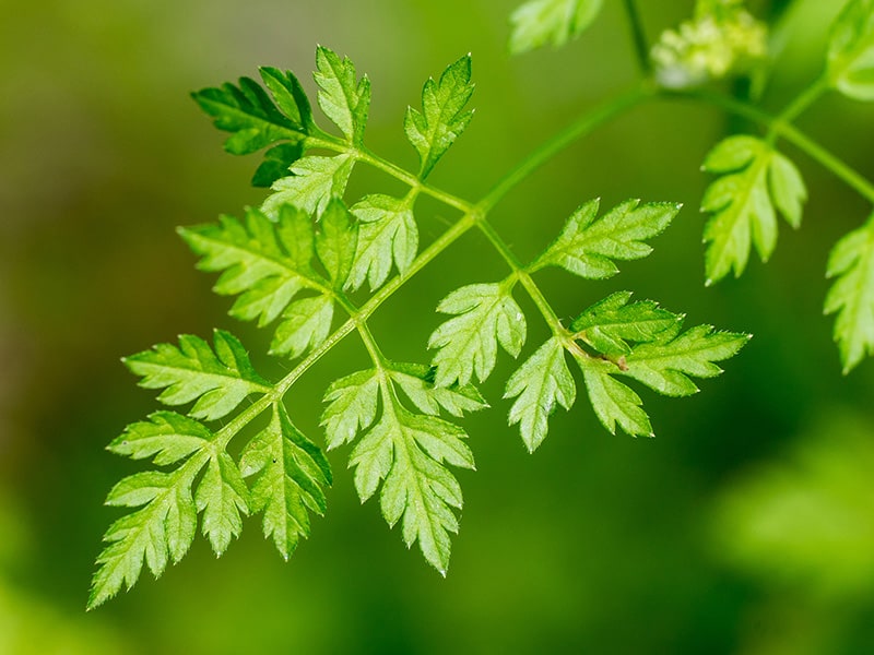 Kerbel (Anthriscus)