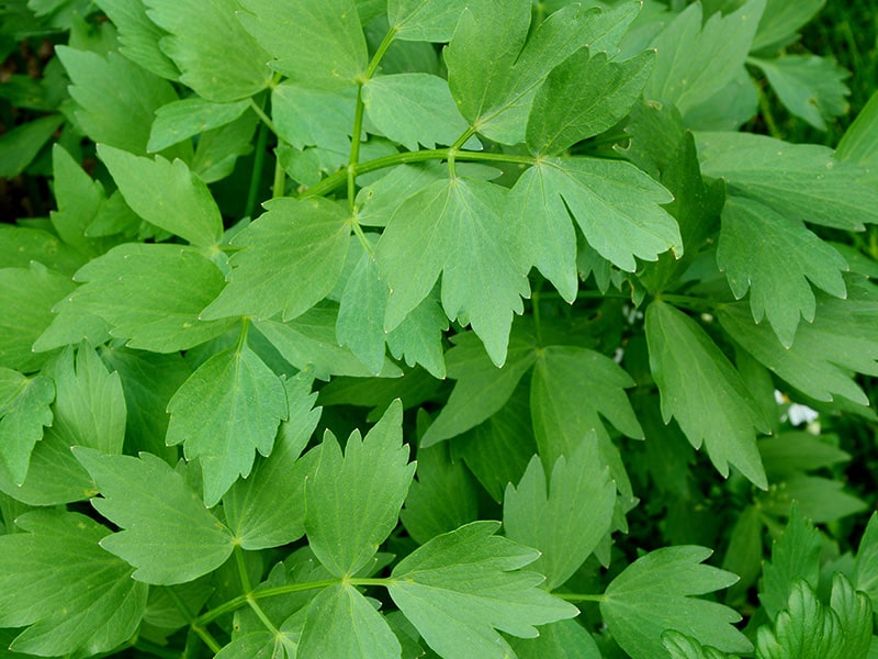 Liebstöckel (Levisticum officinale)