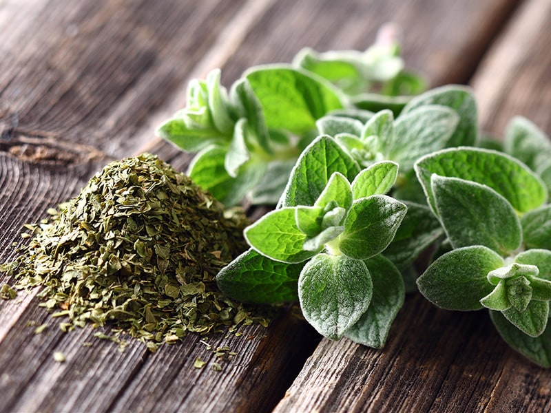 Oregano (Origanum vulgare)