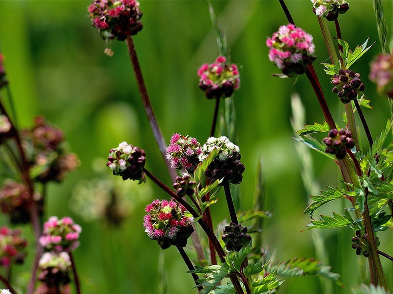 Pimpinelle (Sanguisorba minor)