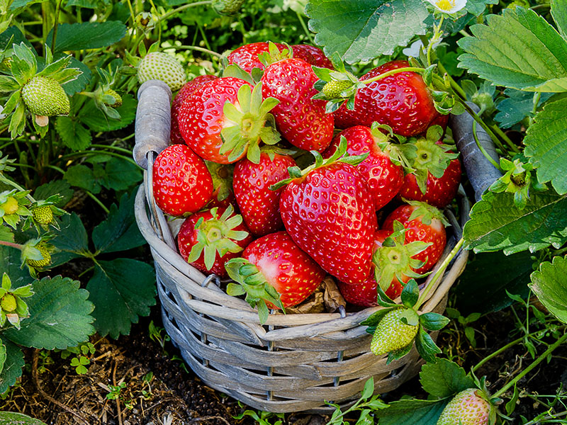 Erdbeeren pflanzen - Bild 2