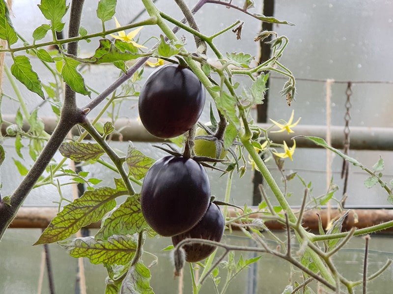 Hybrid Tomate dunkel