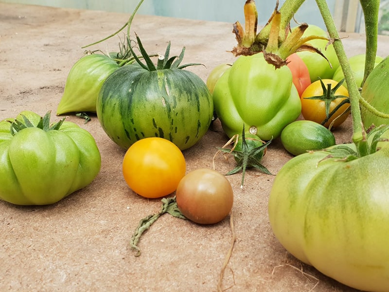 Hybrid Tomate grün