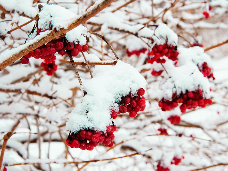 Beeren und Wildobst im Winter - EMSA